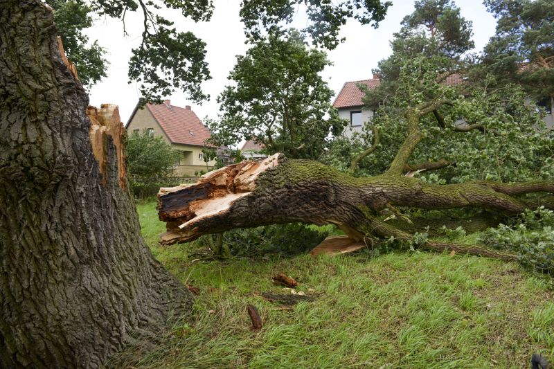 Fallen Tree on Residential Lawn