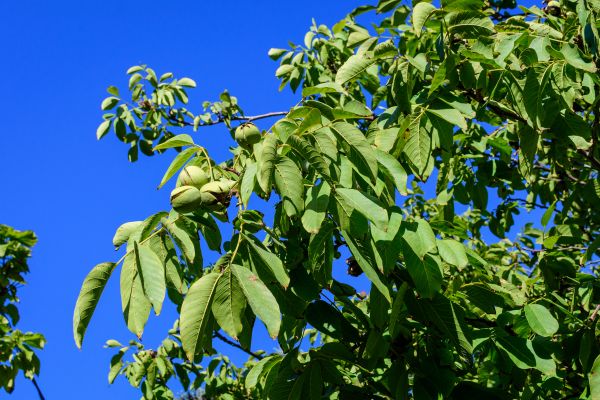 Walnut Tree Removal in Dacula