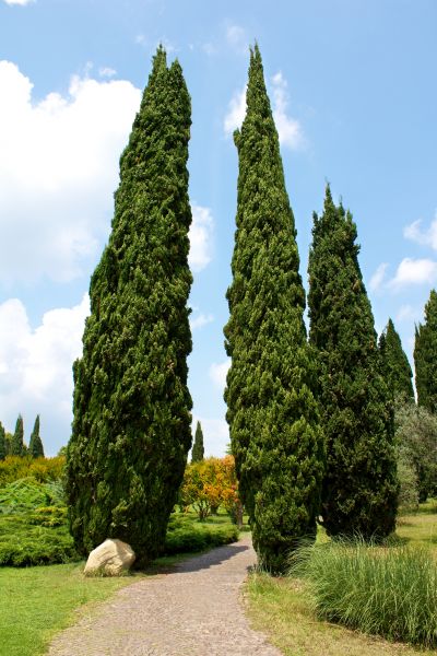 Cypress Tree Removal in Dacula