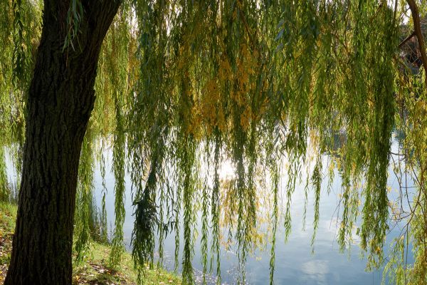 Willow Tree Removal in Dacula