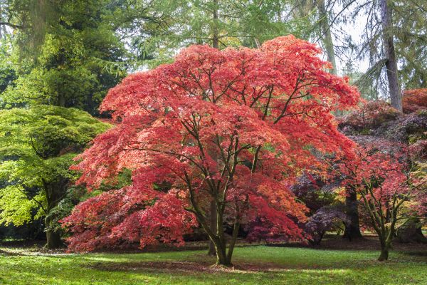 Maple Tree Removal in Dacula