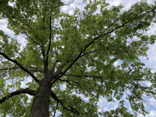 Oak Tree Removal in Dacula