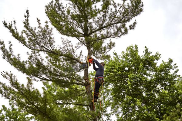 Pine Tree Removal in Dacula