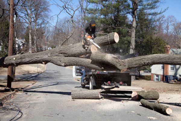 Residential Tree Removal in Dacula